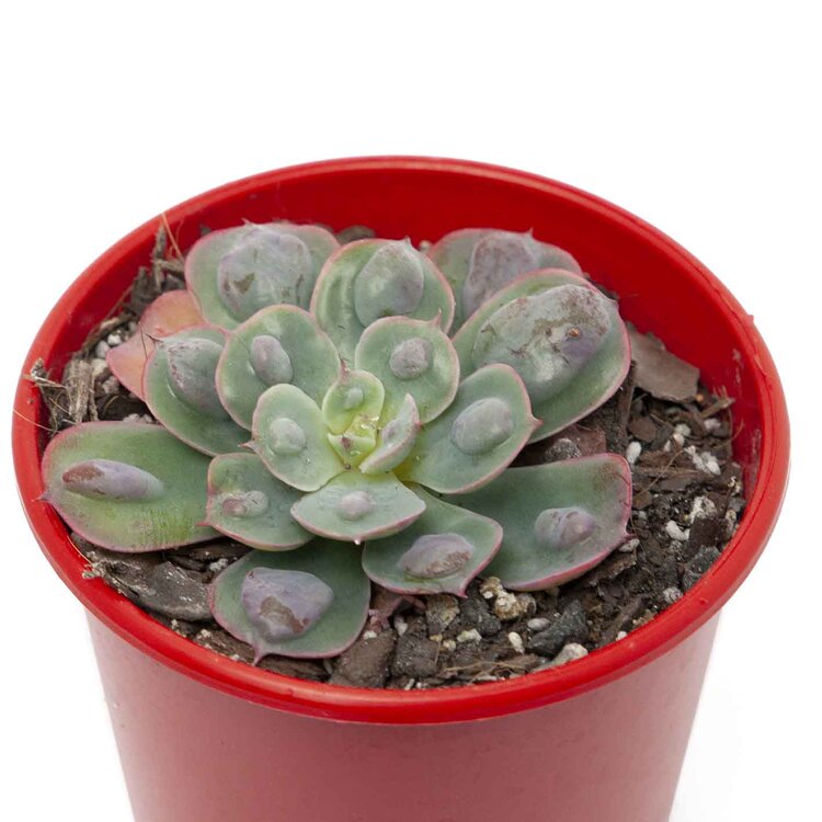 Echeveria Raindrops