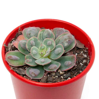 Echeveria Raindrops