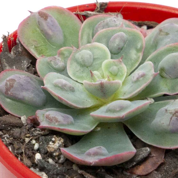 Echeveria Raindrops