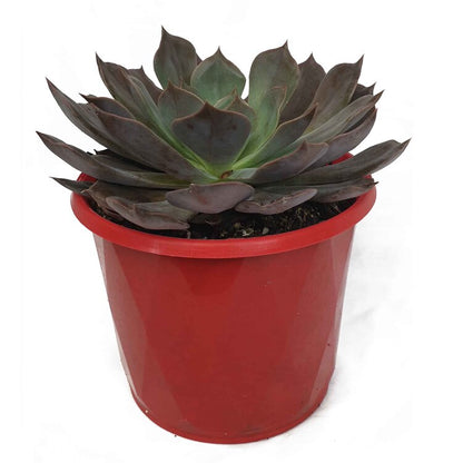 Echeveria Rob Roy