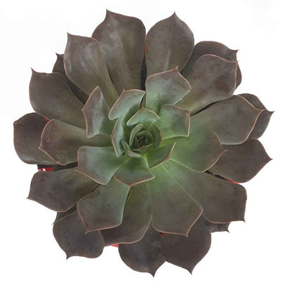 Echeveria Rob Roy