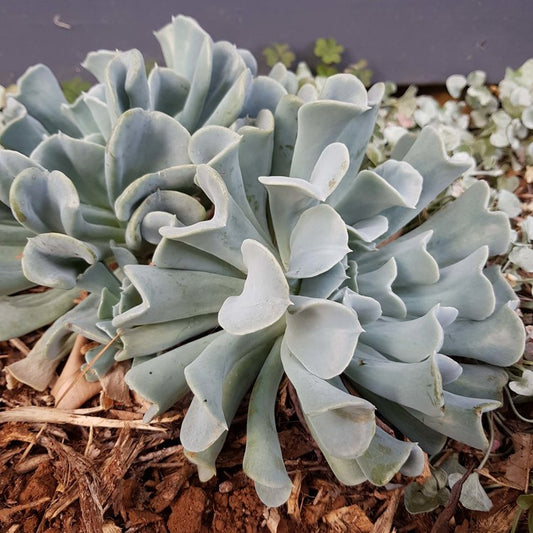 Echeveria Topsy Turvy