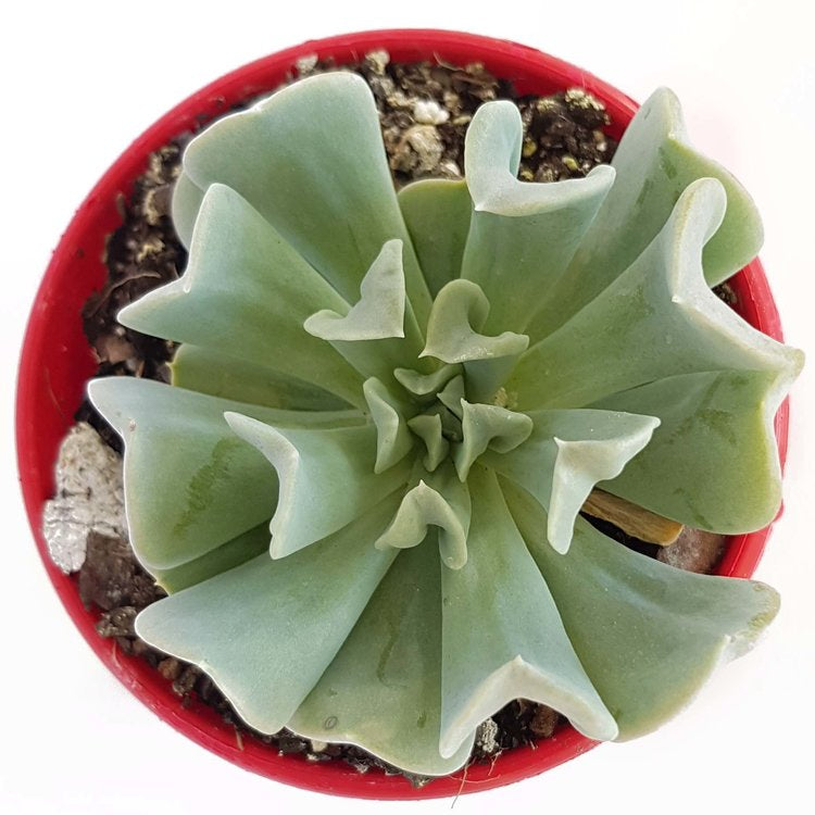 Echeveria Topsy Turvy