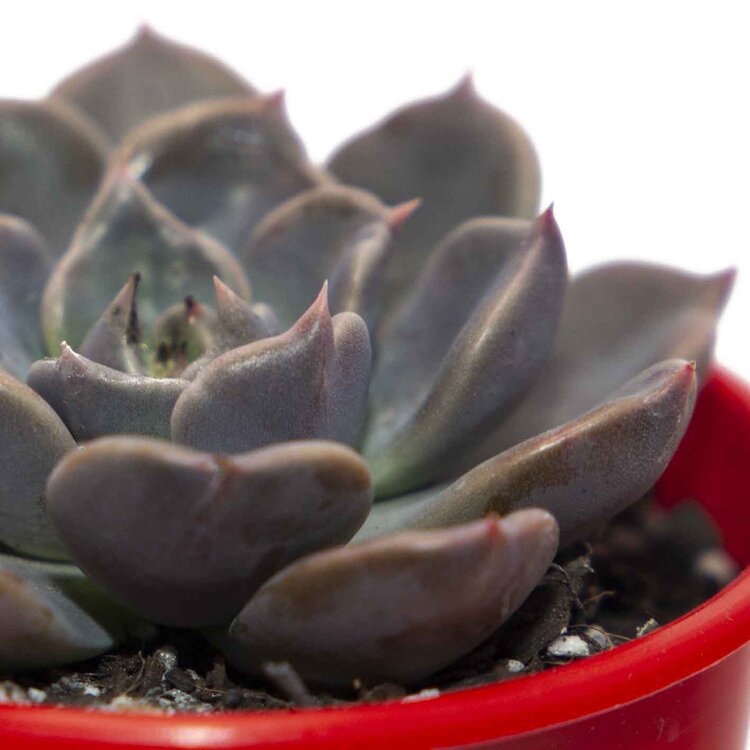 Echeveria Virgo