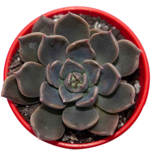 Echeveria Virgo