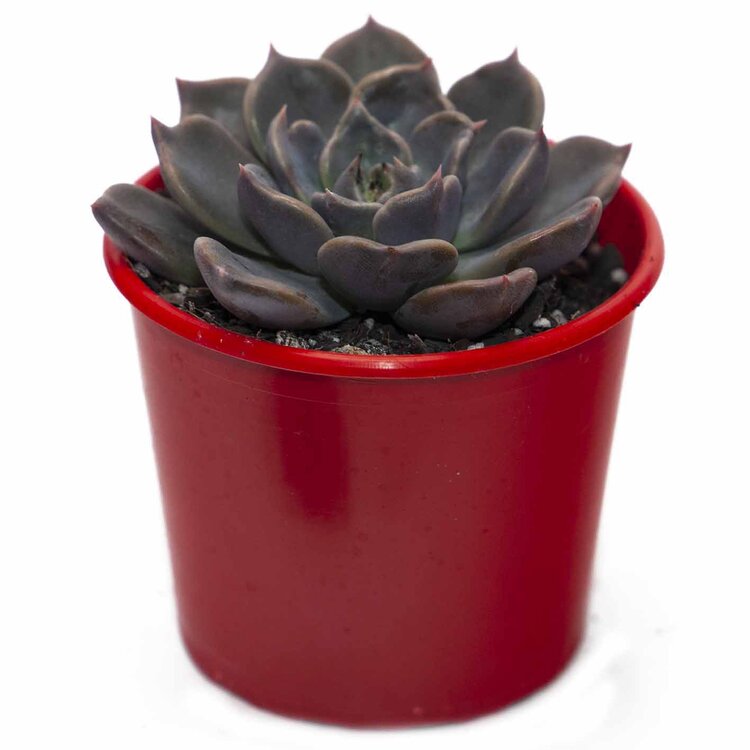 Echeveria Virgo