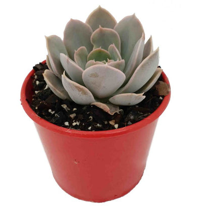 Echeveria Holy Gate