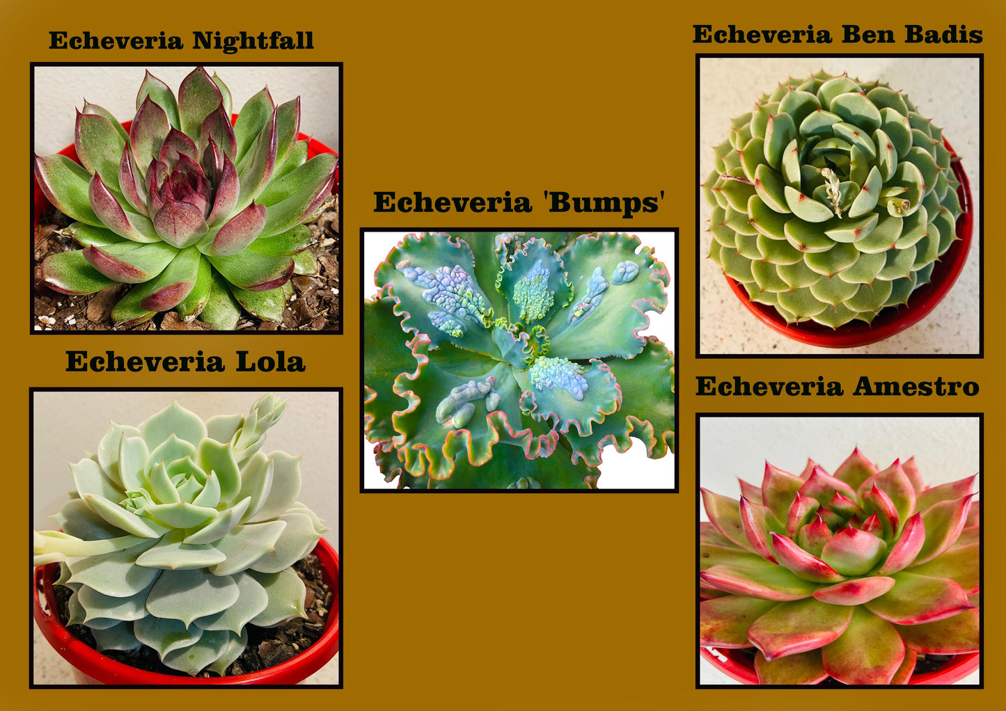 Echeveria  Value Buster Pack