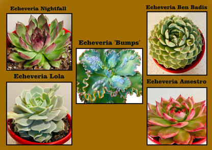 Echeveria  Value Buster Pack