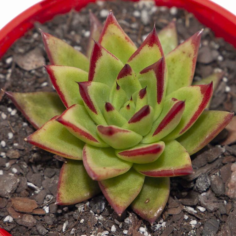 Echeveria Agavoides Lipstick