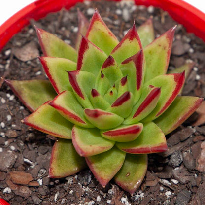 Echeveria Agavoides Lipstick