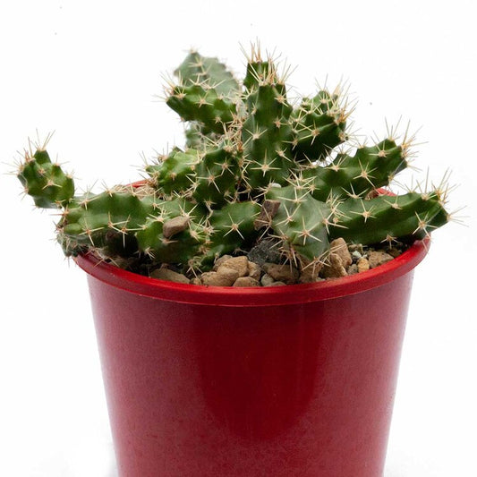 Cacti - Echinopsis Pentalophus