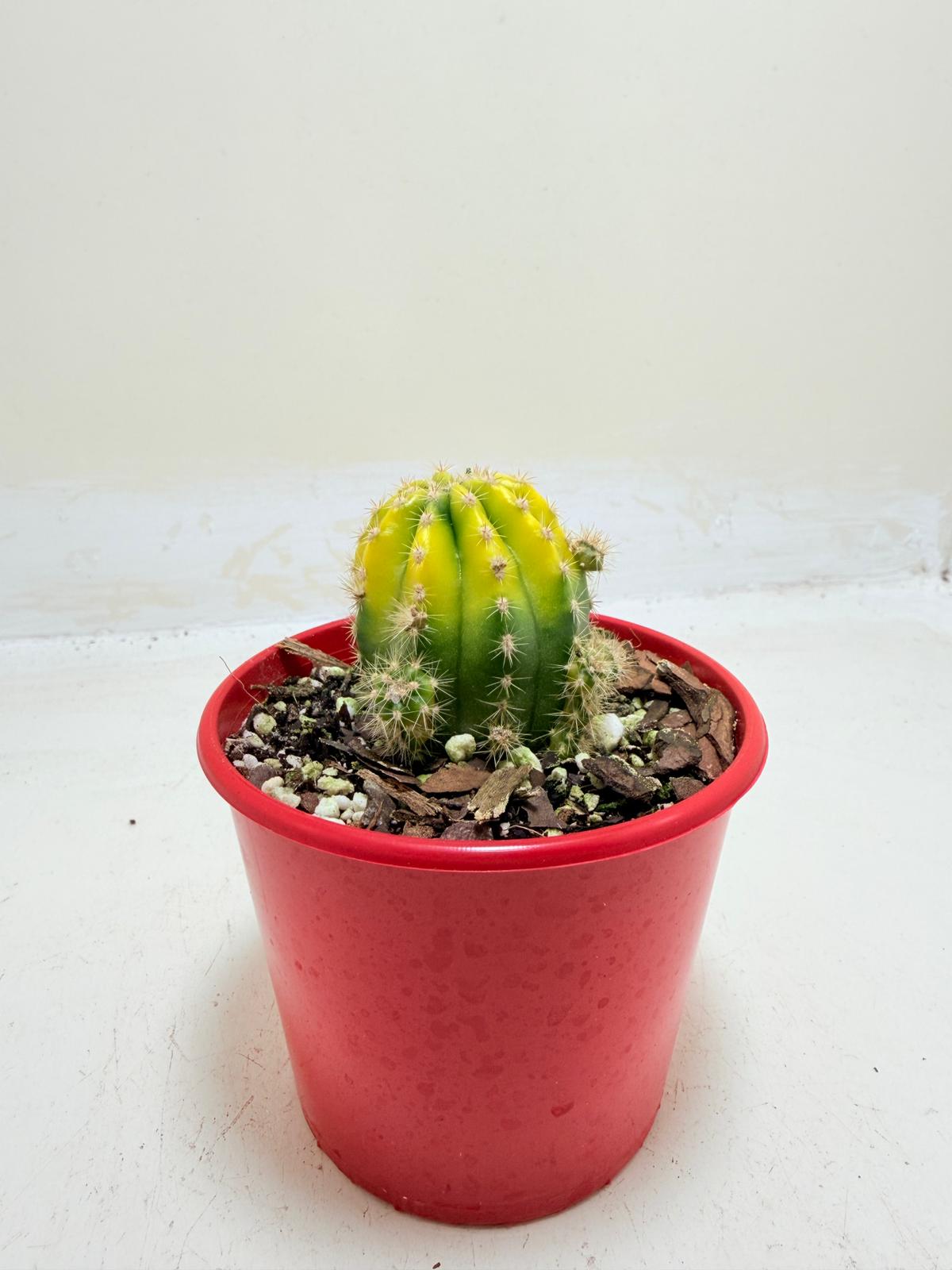 Decorative Echinopsis Golden Globe cactus.