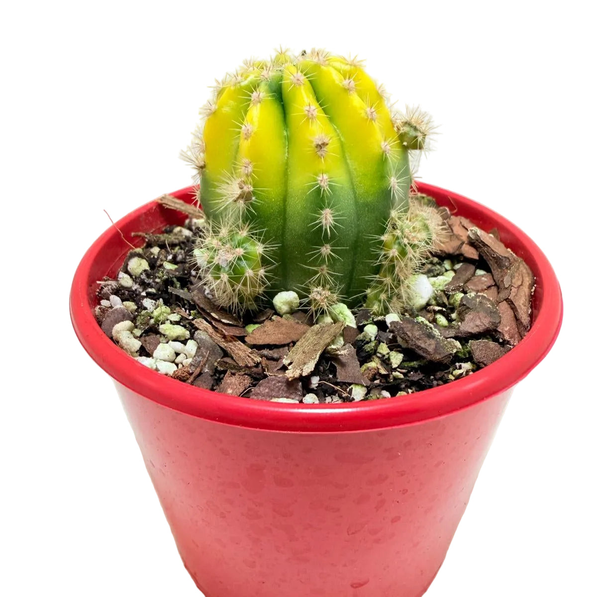 Echinopsis Golden Globe cactus with golden spines in an 80mm pot.