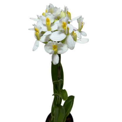 Compact Epidendrum orchid producing colourful flower clusters.