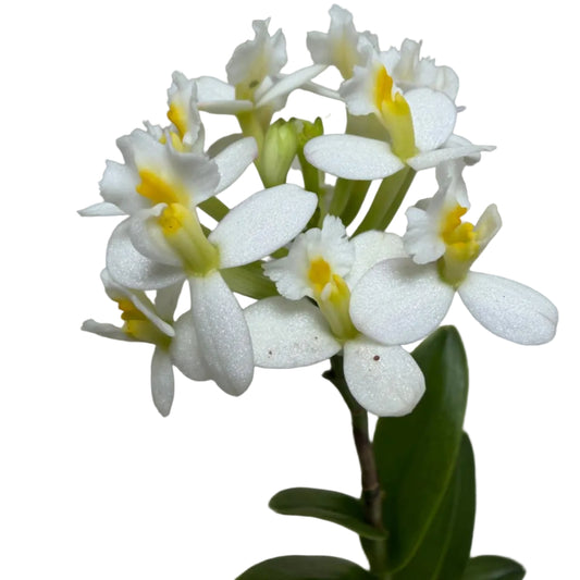 Epidendrum Raspberry Valley Cupid orchid with raspberry flowers in an 80mm pot.
