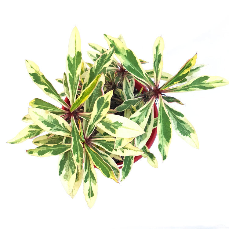 Euphorbia Variegated