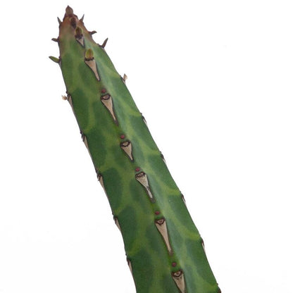 Euphorbia Heterochroma