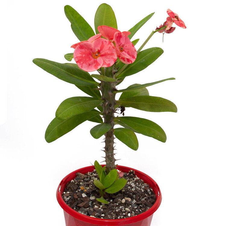 Euphorbia Milli Pink hybrid