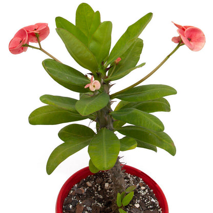 Euphorbia Milli Pink hybrid