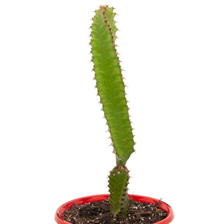 Euphorbia Pseudocactus