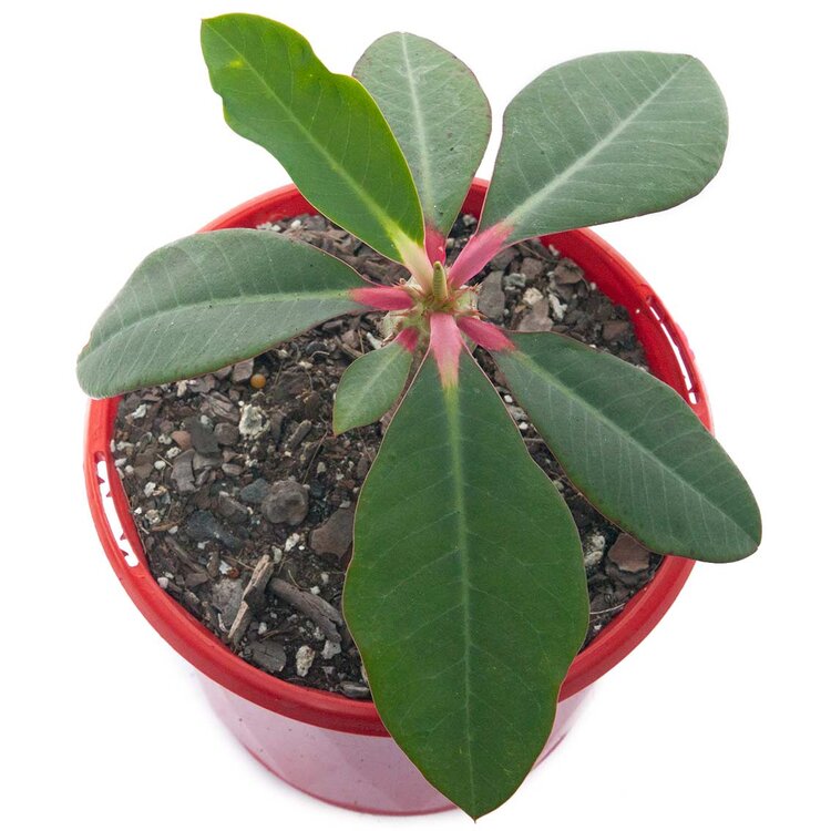 euphorbia-viguieri-succulents-world