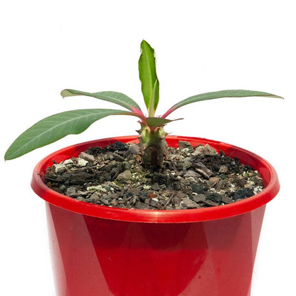 Euphorbia Viguieri