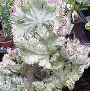 Euphorbia Lactea Ghost Crested