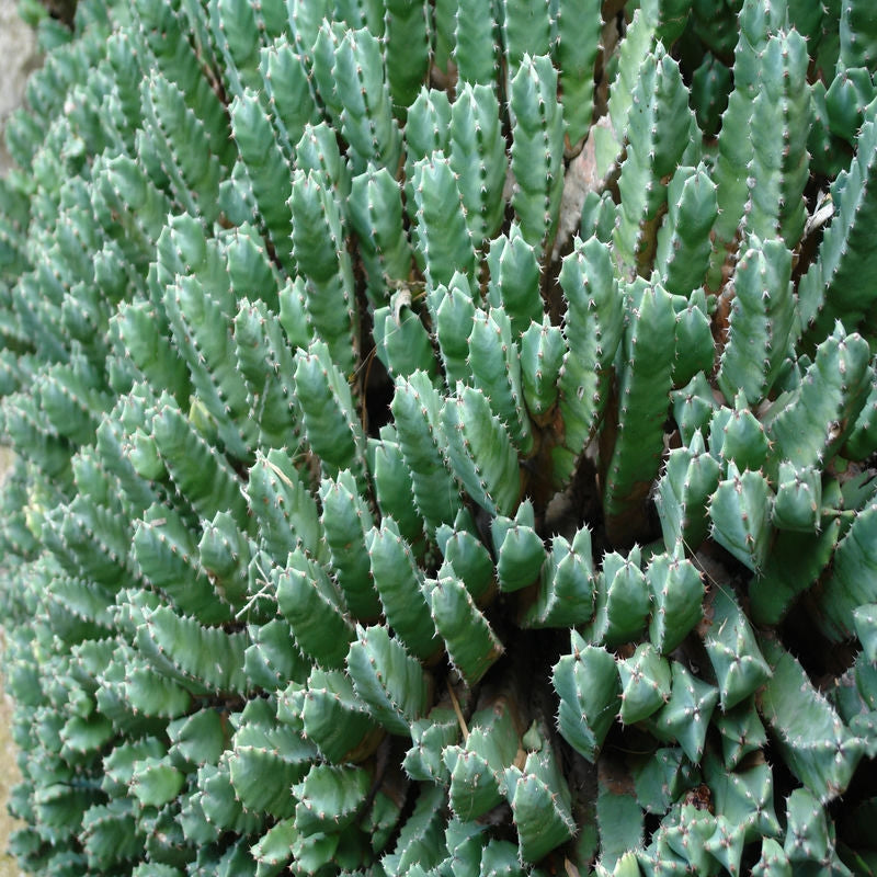 Euphorbia Resinifera