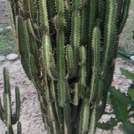 Euphorbia Trigona Green
