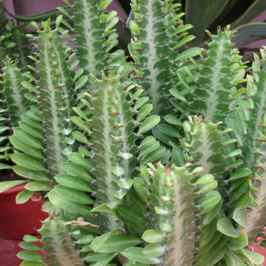 Euphorbia Trigona Purpurea