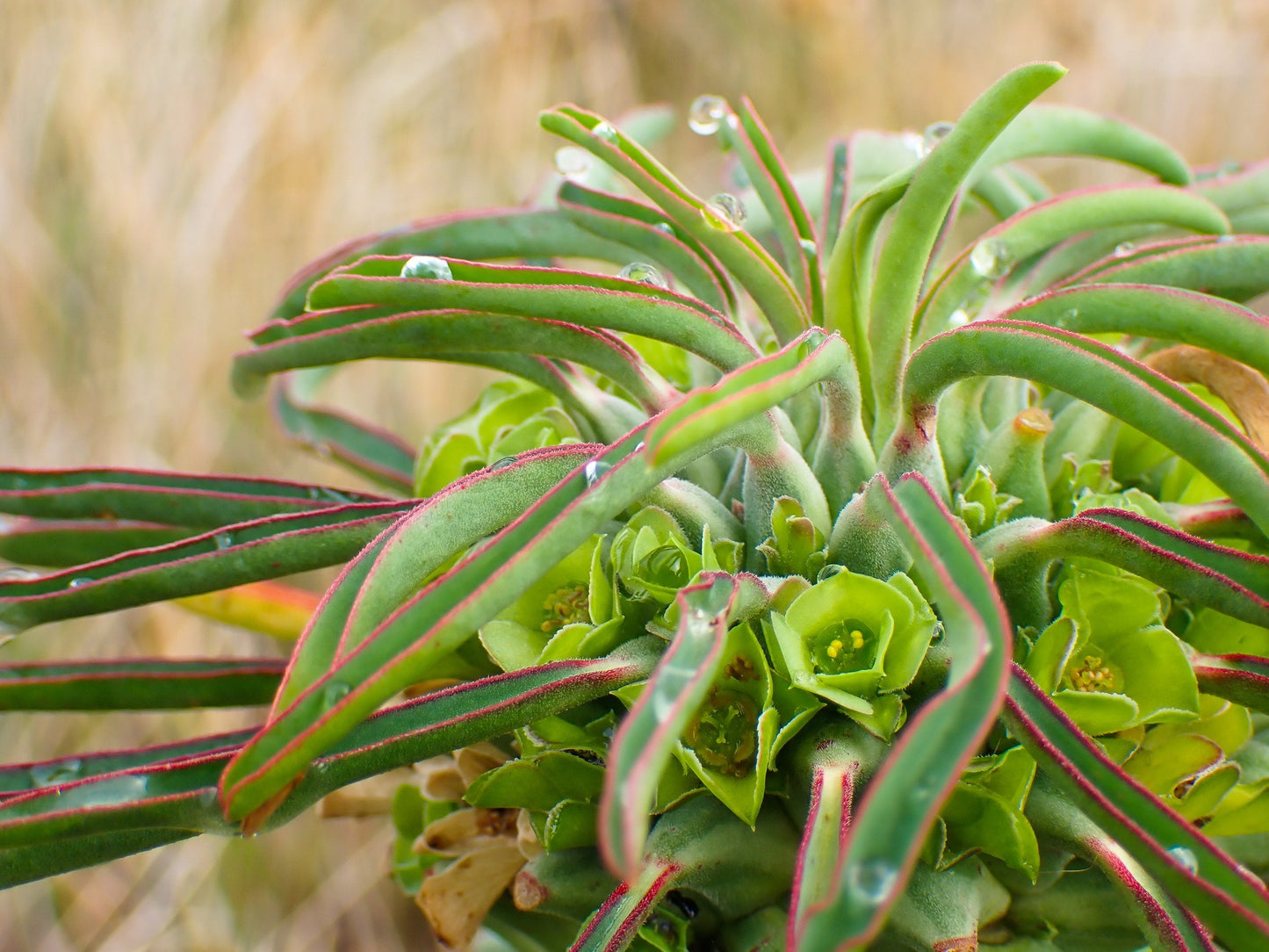 Euphorbia Clandestina