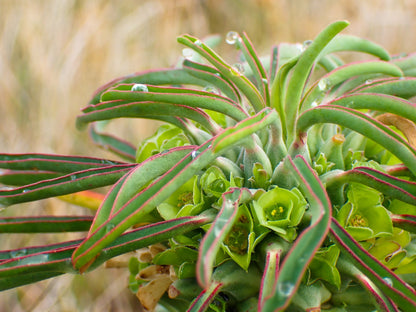 Euphorbia Clandestina
