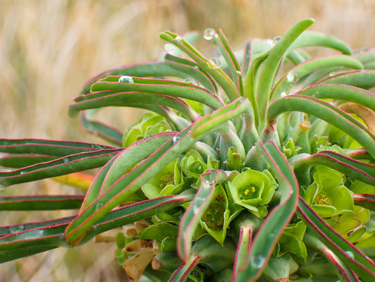 Euphorbia Clandestina