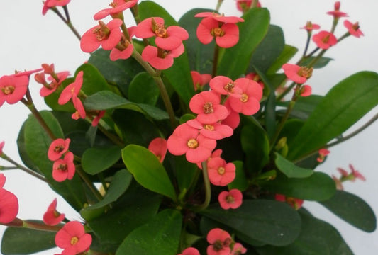 Euphorbia Somona Gabriella Red