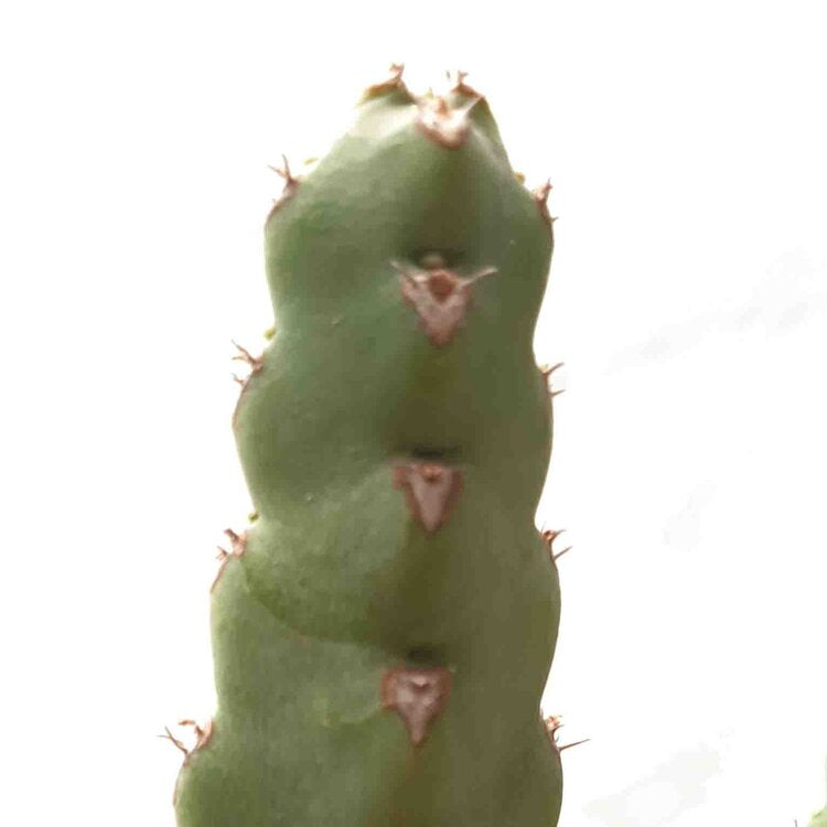 Euphorbia Debilispina