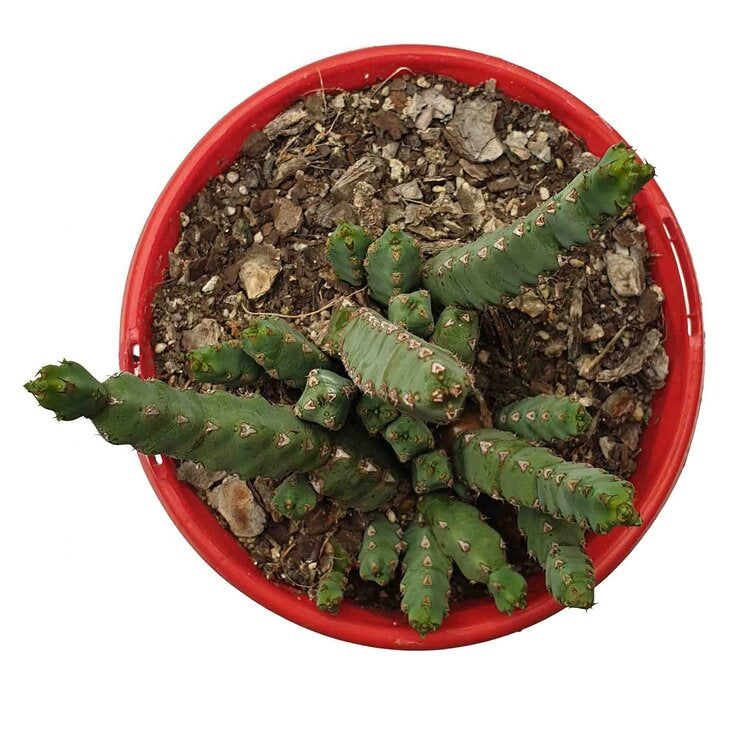 Euphorbia Debilispina