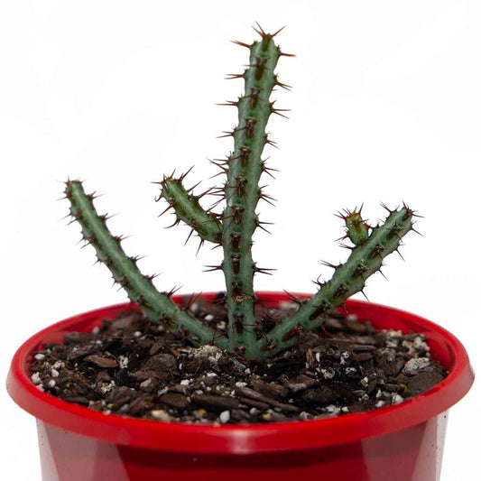 Euphorbia Aeruginosa 'Miniature Saguaro'