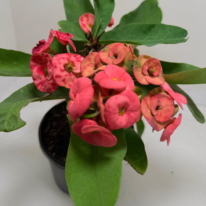 Buy Euphorbia Little Millie Red | Flowering Succulent Plant|190mm