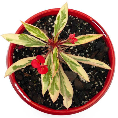 Euphorbia Variegated