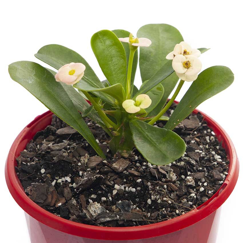 A potted Euphorbia 'Somona Bianca' with white-striped foliage and small flowers, set against a white background.