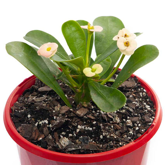 A potted Euphorbia 'Somona Bianca' with white-striped foliage and small flowers, set against a white background.