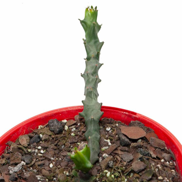 Euphorbia Squarrosa