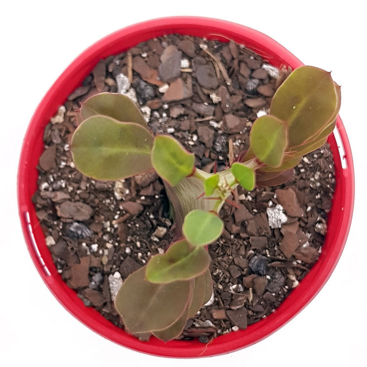 Euphorbia Trigona Purpurea 'Royal Red'