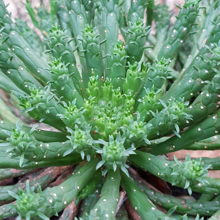 Euphorbia Caput-Medusae "Medusa"