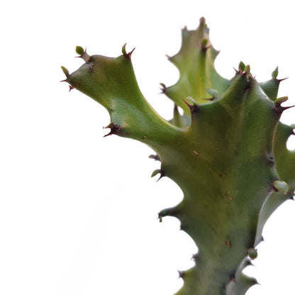 Euphorbia Lactea