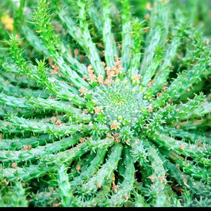 Euphorbia Caput-Medusae "Medusa"