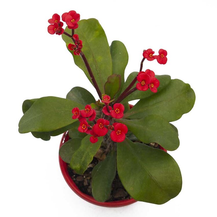 Euphorbia Somona Gabriella Red