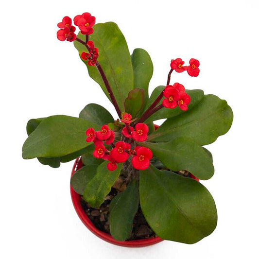 Euphorbia Somona Gabriella Red
