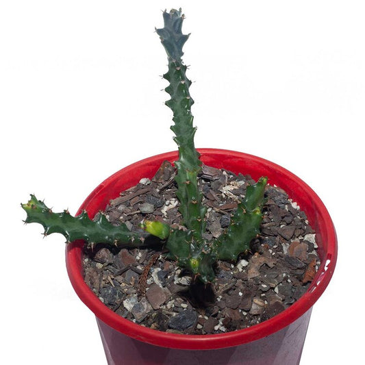 Euphorbia Squarrosa